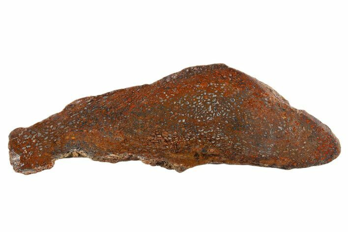 Polished Dinosaur Bone (Gembone) Section - New Mexico #340048